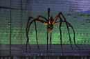 Louise Bourgeoise Spider.